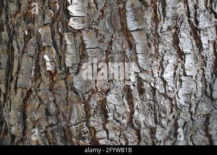 Closeup shot of texture of pinus wallichiana tree, Pine tree bark - Stock Photo Stock Photo