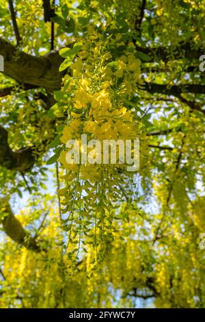 Laburnum tree arch or allee in full flower bloom, Prestonpans, East Lothian, Scotland, UK Stock Photo