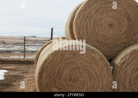 A closeup of the big round hay bales on the field in the countryside Stock Photo