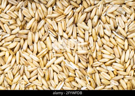 food background - top view of unpolished oat grains Stock Photo