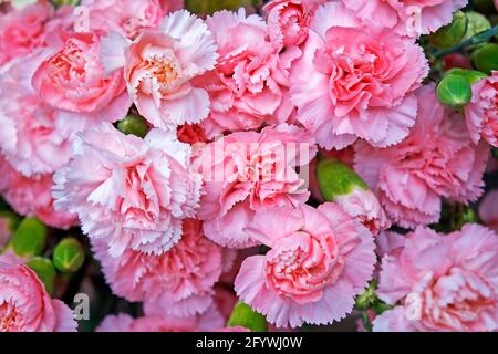Pink carnations in the flower shop Stock Photo
