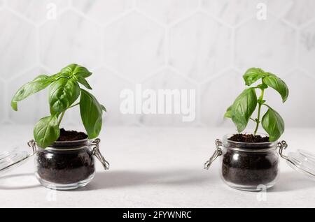 Potted basil plants in glass jars Stock Photo