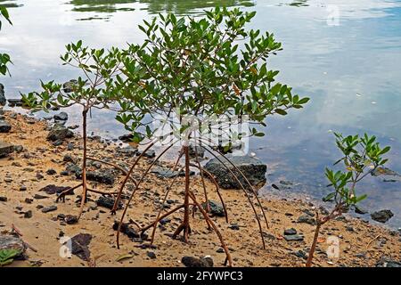 Young red mangrove tree (Rhizophora mangle) Stock Photo