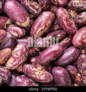 square food background - raw red spotted pinto beans close up Stock Photo