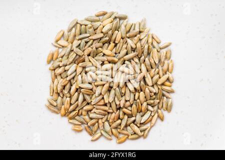 top view of pile of whole rye grains close up on gray ceramic plate Stock Photo