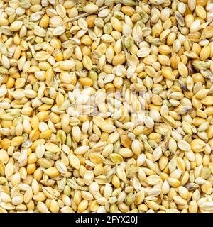 square food background - whole-grain foxtail millet seeds close up Stock Photo