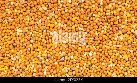 panoramic food background - whole-grain chumiza siberian millet seeds close up Stock Photo