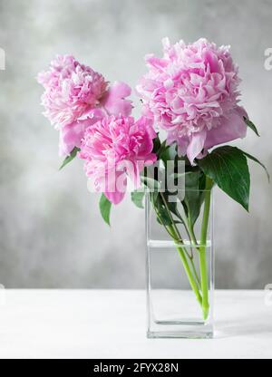 Three beautiful pink peonies in square glass vase on gray background. greeting card concept. copy space. vertical image Stock Photo