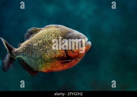 Red-bellied piranha, also known as the red piranha (Pygocentrus nattereri) swims in aquarium. Stock Photo