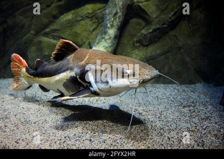 Large redtail catfish (Phractocephalus hemioliopterus) swims in aquarium. RIO Oceanarium, Moscow, Russia. Stock Photo