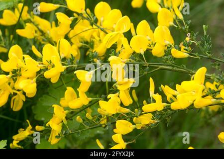 Cytisus scoparius common broom shrub with yellow flowers closeup selective focus Stock Photo