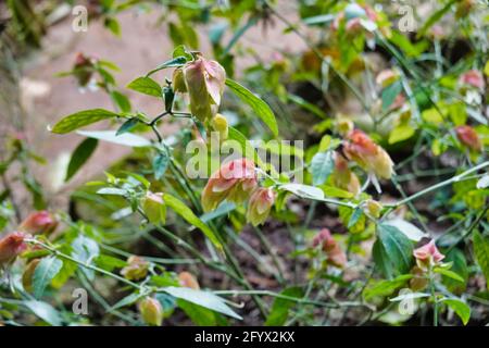 A closeup shot of a Justicia flowering plant growing in the garden Stock Photo