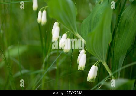 Polygonatum odoratum,  scented Solomon's seal twig with flowers in forest closeup selective focus Stock Photo