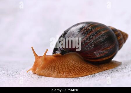 African Beautiful detail of terrestrial snail terrarium animal. (Achatina Achatina Photo - Alamy