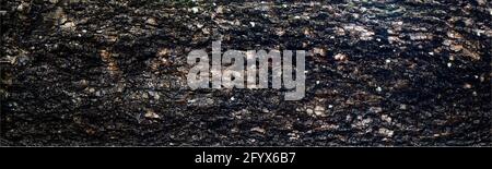 high resolution of bark texture, panorama photo for high resolution texture Stock Photo
