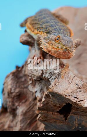 cute male bearded dragon portrait, studio shot Stock Photo