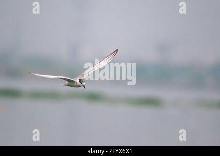 A whiskered tern flying in the sky Stock Photo