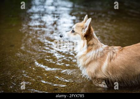 Welsh Corgi Pembroke on the river Stock Photo