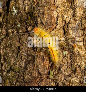A hairy yellow and orange colored Fir Tussock Moth (Orgyia detrita) crawling on a tree, Hernando County, Florida, USA Stock Photo