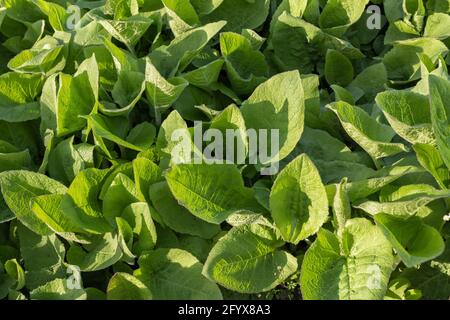 Cicerbita macrophylla (Willd.) Wallr. Common Blue-sow-thistle perennial herb green foliage, family: Compositae, Asteraceae, region: Europe and Caucasu Stock Photo