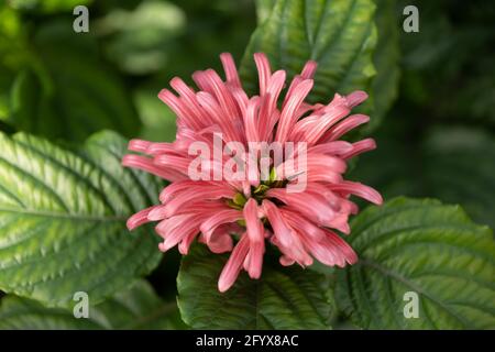Justicia carnea or Brazilian Plume flower (Flamingo Flower, Jacobinia), family: Acanthaceae, region: Brazil Stock Photo
