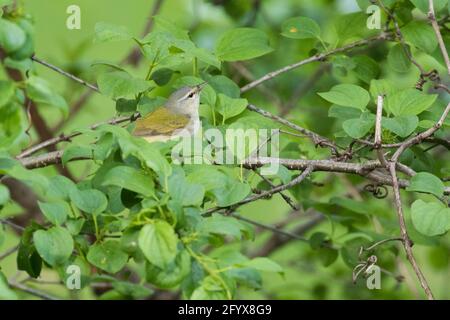 Tennessee warbler (Leiothlypis peregrina) in spring Stock Photo