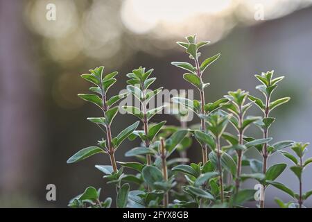 Close-up of Green Marjoram Flower with Bokeh Background. Origanum Majorana Outside. Stock Photo