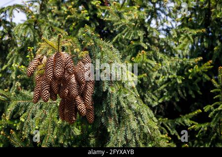 Large cones growing in a cluster on a spruce Stock Photo