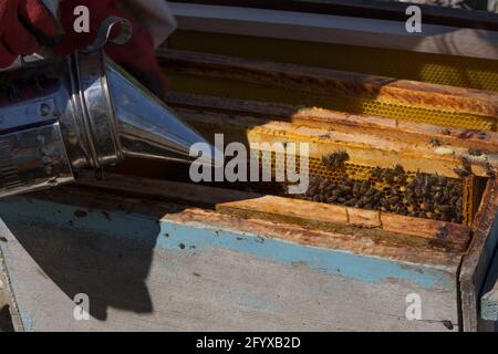 Shot on giving incense to a beehive to collect honey Stock Photo
