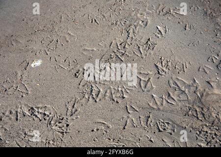 Bird footprints on wet sand Stock Photo