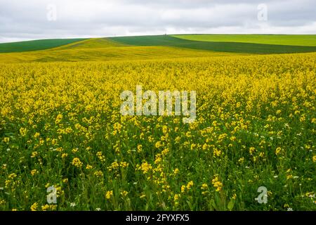 Colza plantation. Ligos, Soria province, Castilla Leon, Spain. Stock Photo