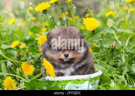 Small pomeranian puppy in a basket on the background of grass and dandelions