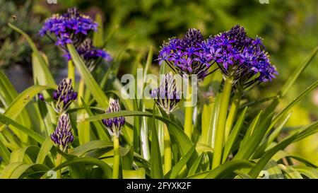 Scilla Caribbean Jewels ‘Sapphire Blue’ Stock Photo