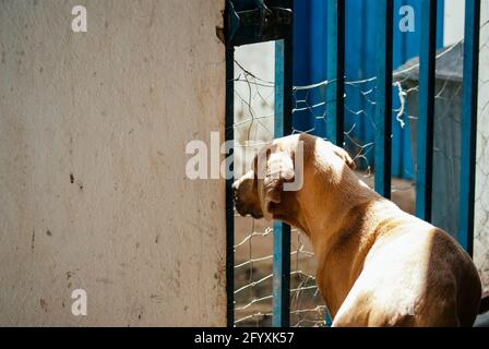 Dog trying to escape from home Stock Photo