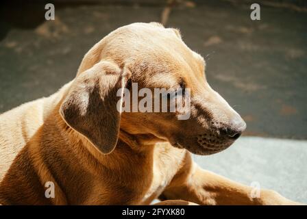 Young Puppy of Fila Brasileiro (Brazilian Mastiff) Stock Image - Image of  large, looking: 55493905