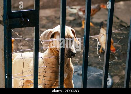 Dog trying to escape from home Stock Photo