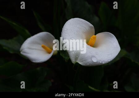 white calla flowers on dark and unfocused background Stock Photo