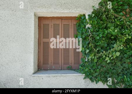 Green ivy climbing vine plant growing on wooden window shutter of an old house. Stock Photo