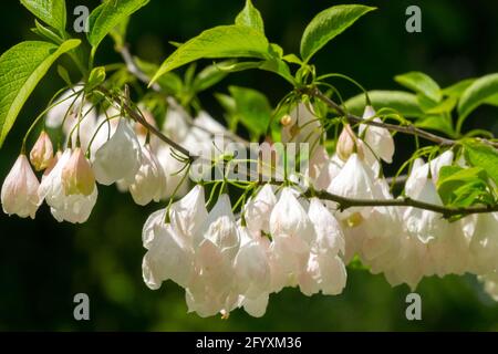 Silverbell Tree Mountain snowdrop tree Blooming White Flowers Halesia Carolina Vestita group Stock Photo