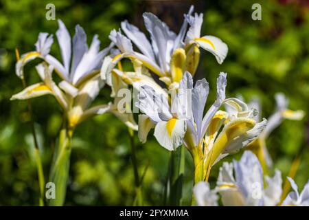 Iris ‘White Excelsior’ Stock Photo