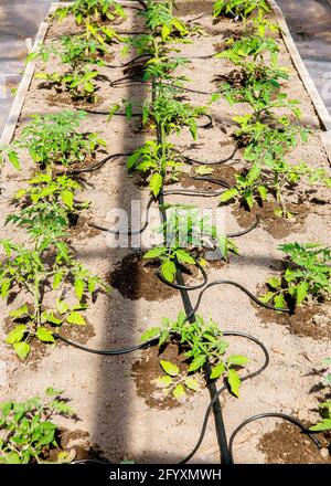 Water dripping system in home vegetable garden watering tomato plants in greenhouse. Home use water drip irrigation system. Stock Photo