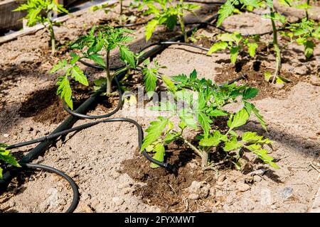 Water dripping system in home vegetable garden watering tomato plants in greenhouse. Home use water drip irrigation system. Stock Photo