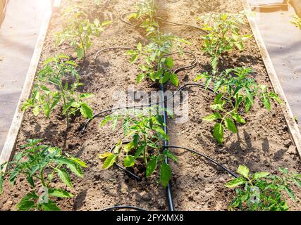 Water dripping system in home vegetable garden watering tomato plants in greenhouse. Home use water drip irrigation system. Stock Photo