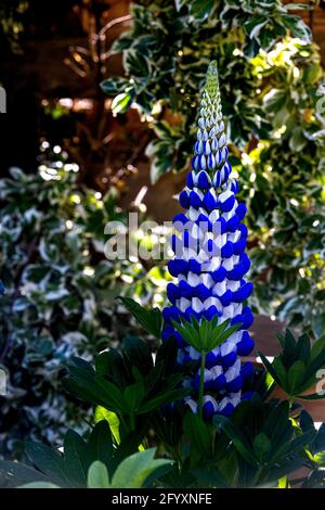 Lupinus 'King Canute' Stock Photo