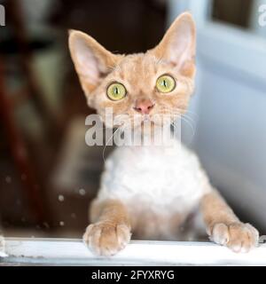 Devon Rex kitten. A kitten, standing on its hind legs, looks through the balcony door to the street Stock Photo