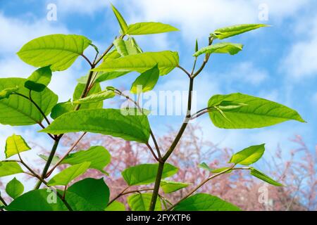 The Japanese knotweed (Fallopia japonica) is a fast-spreading weed. it is an invasive non-native species Stock Photo