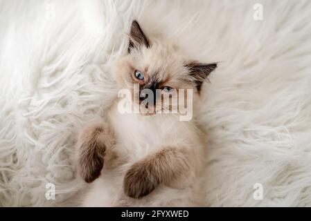 Kitten Ragdoll lying in the bed Stock Photo