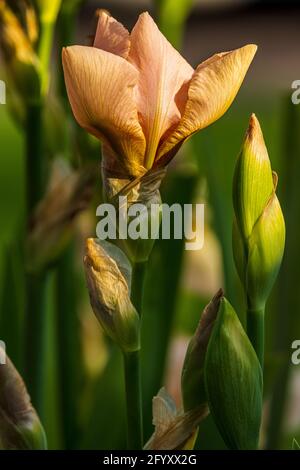 Beautiful peach coloured tall bearded Iris Stock Photo