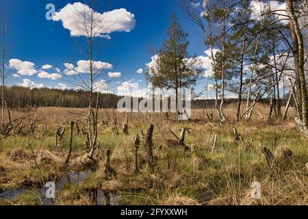 Birch and pine trees growing in a swamp on a beautiful sunny morning with a blue sky under white clouds.April in Poland.Horizontal view. Stock Photo