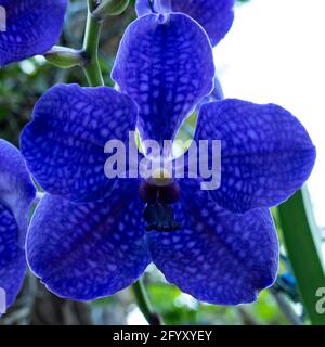 Purple Vanda Orchid. Close up in Anchieta, State of Espirito Santo, Brazil. Stock Photo